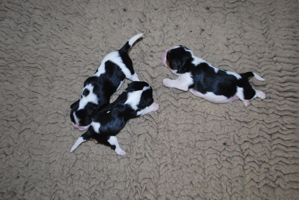 chiot Cavalier King Charles Spaniel du Royaume des Atrébates